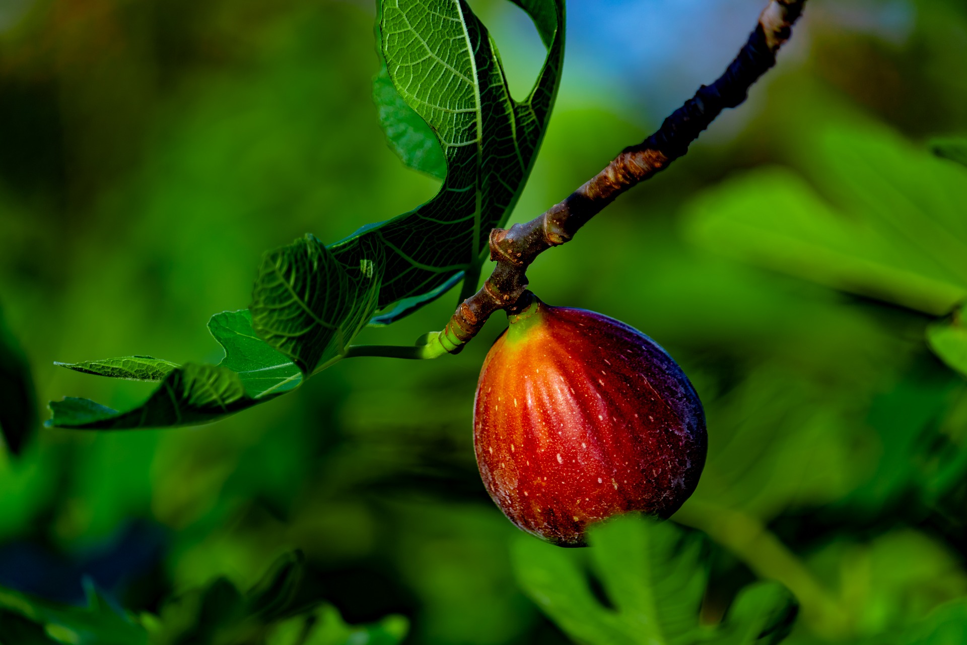 Feige - ein frischer Leckerbissen, wie ihn Georg Magirius zubereitet. Foto (c) Thomas Hoang, Pixabay