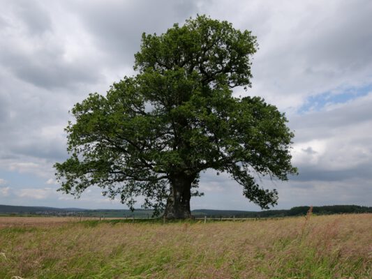 Familientreffen ohne Dissonanz