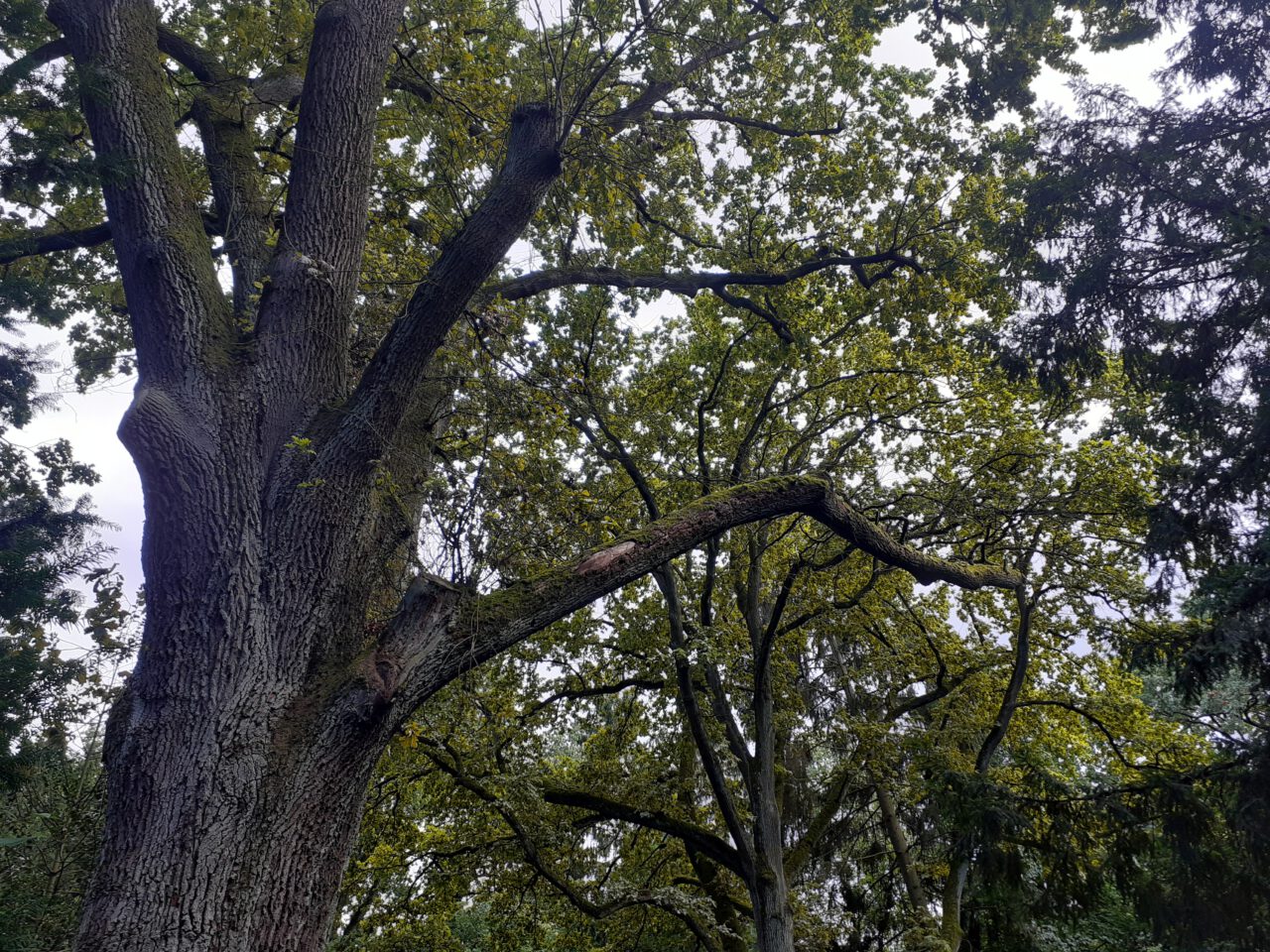 Nach dem Einkauf auf dem Friedhof - Hauptfriedhof Frankfurt - Foto (c) Georg Magirius