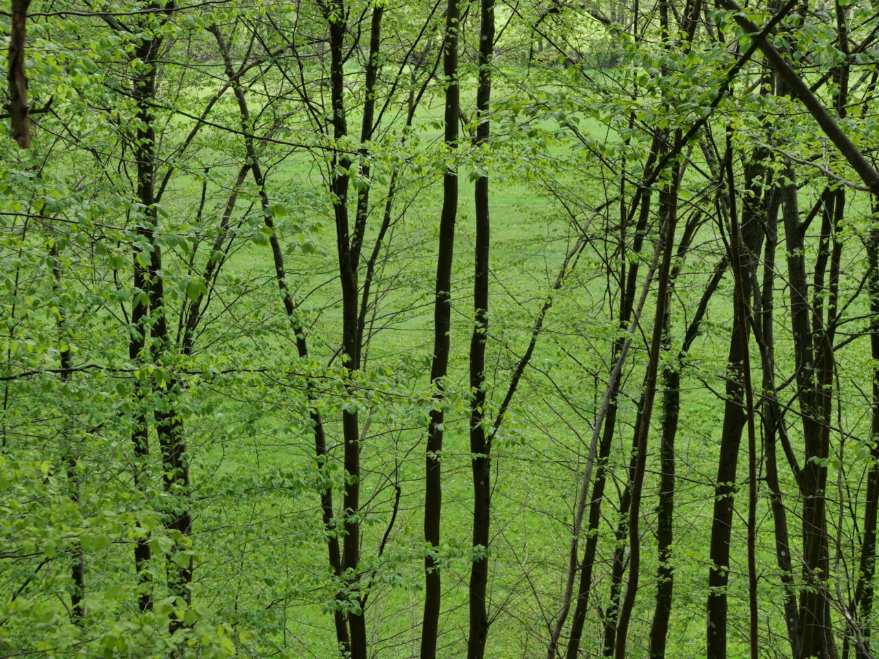 Gottes unaufdringliche Gegenwart