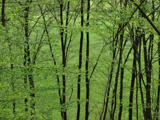 Gottes unaufdringliche Gegenwart