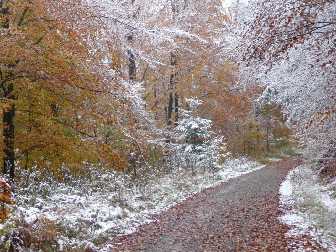 Grottenweg im Spessart im Oktoberschnee - Der Niederschlag war weich