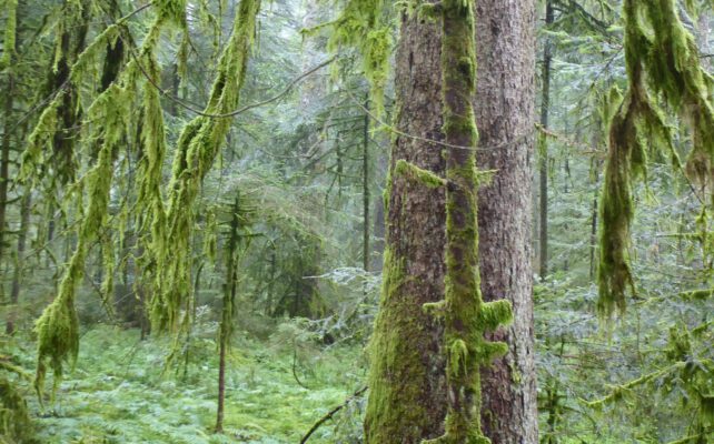 Mein innerer Schwarzwald