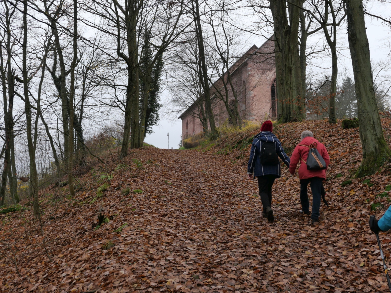 Lichtzufuhr im Winterwald