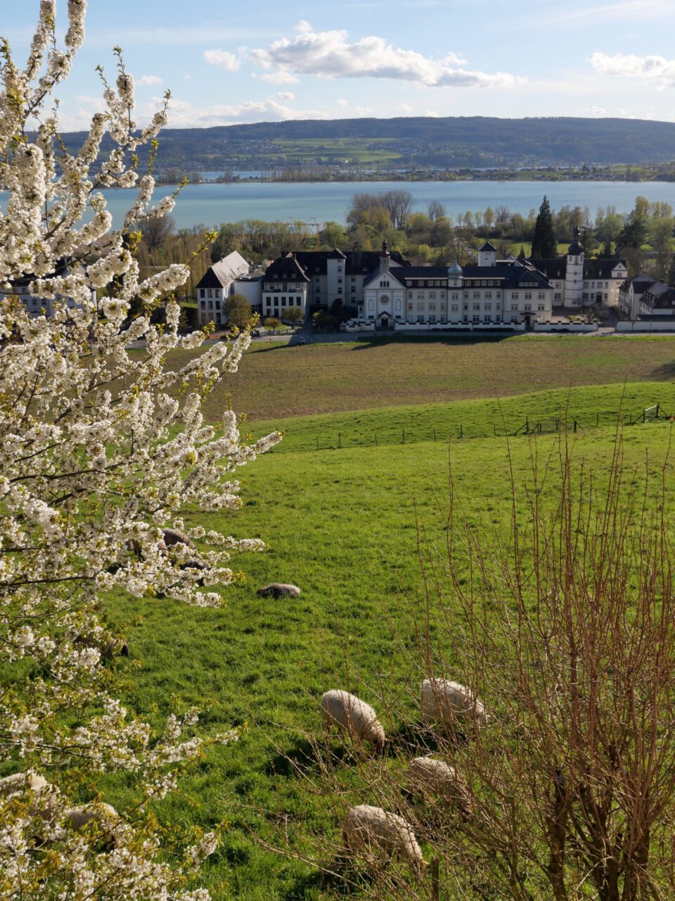 Auch Schafe scheinen Grenzen überschreiten zu wollen - Hotel St. Elisabeth in Hegne am Bodensee - Foto (c) Georg Magirius