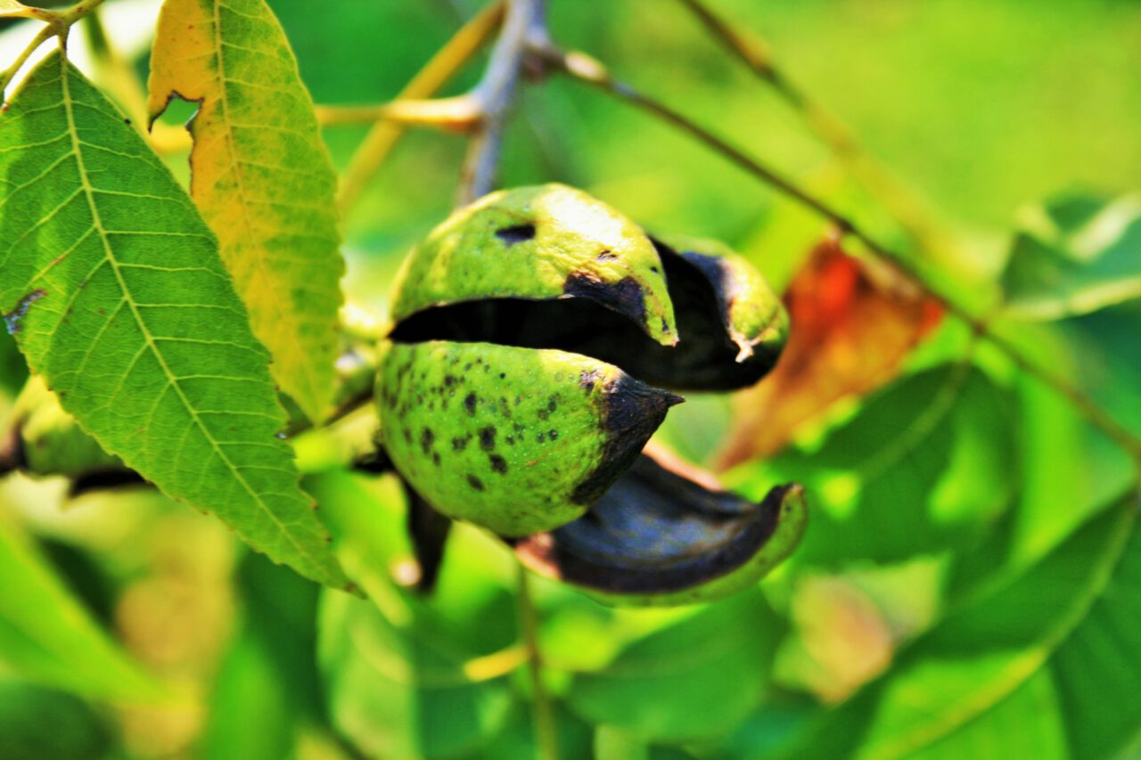 Verliert sich Magirius in Worthülsen?