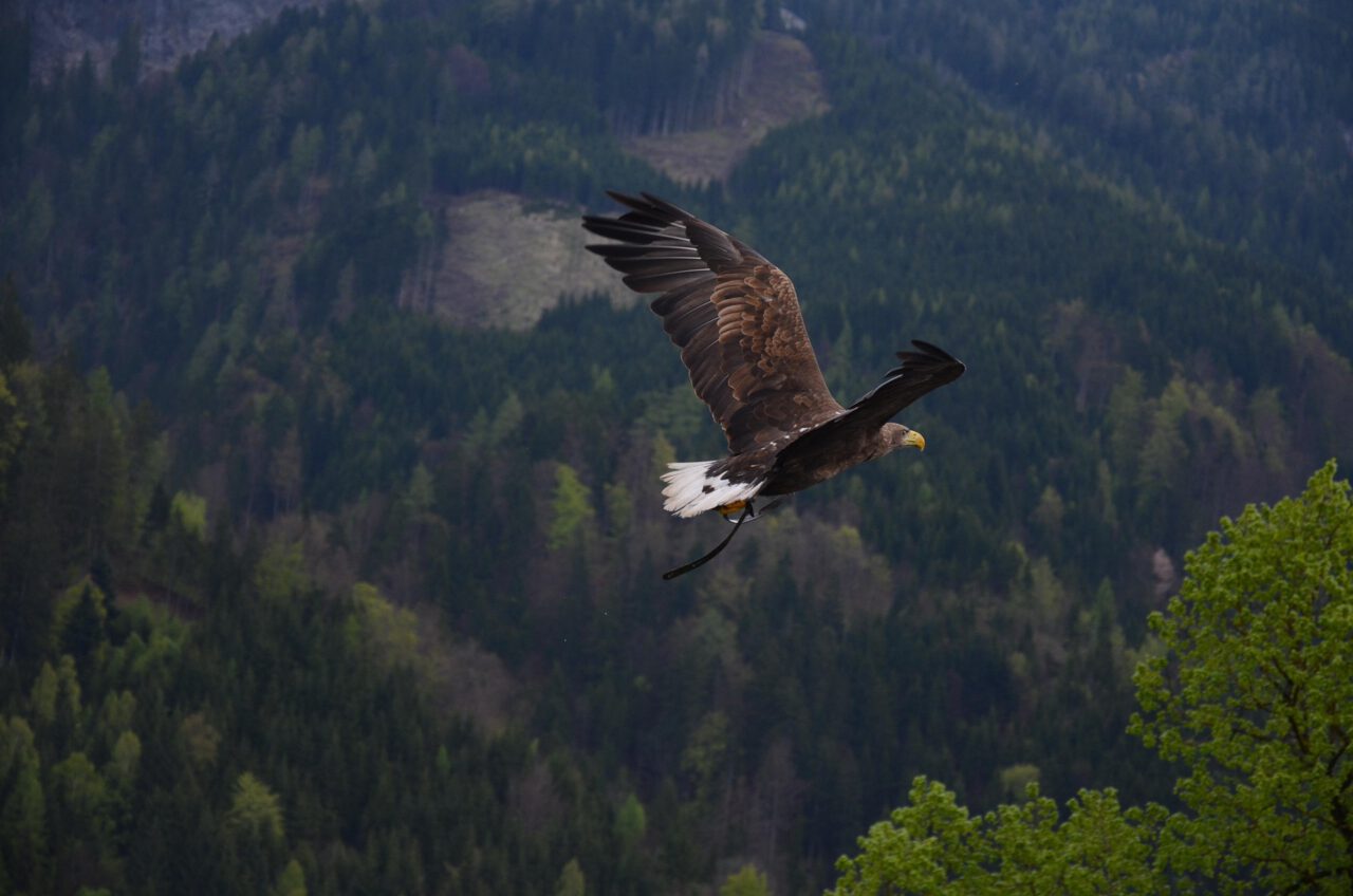 Neue Diener braucht das Land