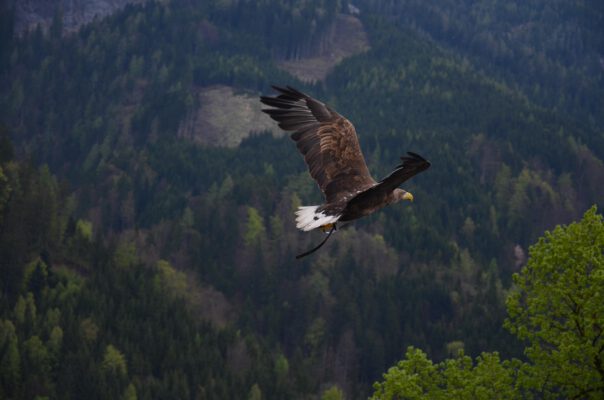 Neue Diener braucht das Land