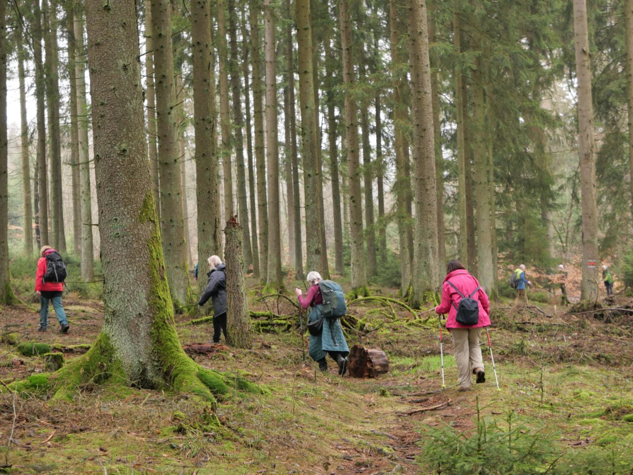 Billtalhöhe im Taunus - Foto (c) Georg Magirius