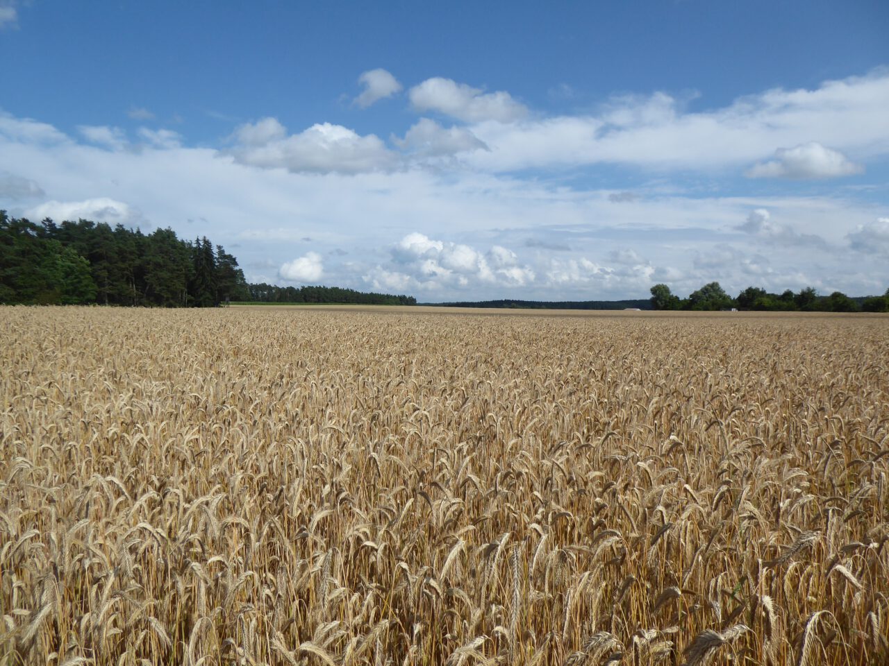 Lob der Langeweile - ein sich fast endlos dahinziehendes Feld bei Feuchtwangen