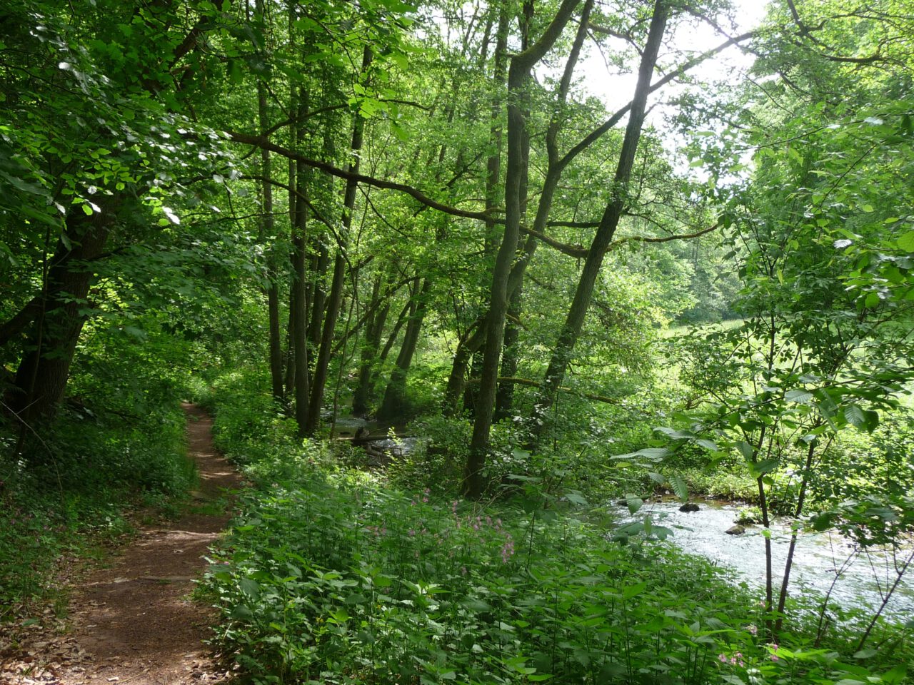 Pfad im Buchenbachtal bachaufwärts zum Kraftort Quelle - Foto (c) von Georg Magirius