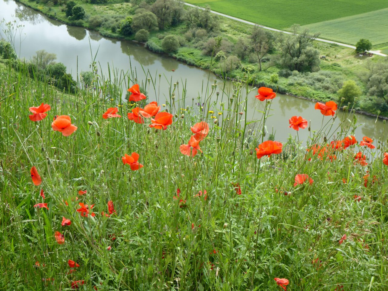 Die Grünkraft Hildegards von Bingen am Rhein ist auch zu erfahren am Main - Foto (c) Georg Magirius