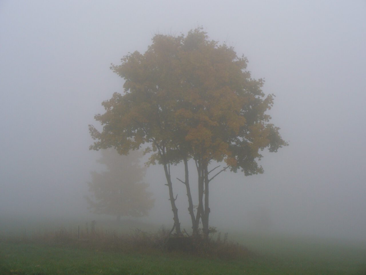 Der Baum im Nebel bebildert die Maxime "Vom Segen der Überforderung" Denn nur wer das Ziel noch nicht kennt, hat die Freiheit überraschende Entdeckungen zu machen. 