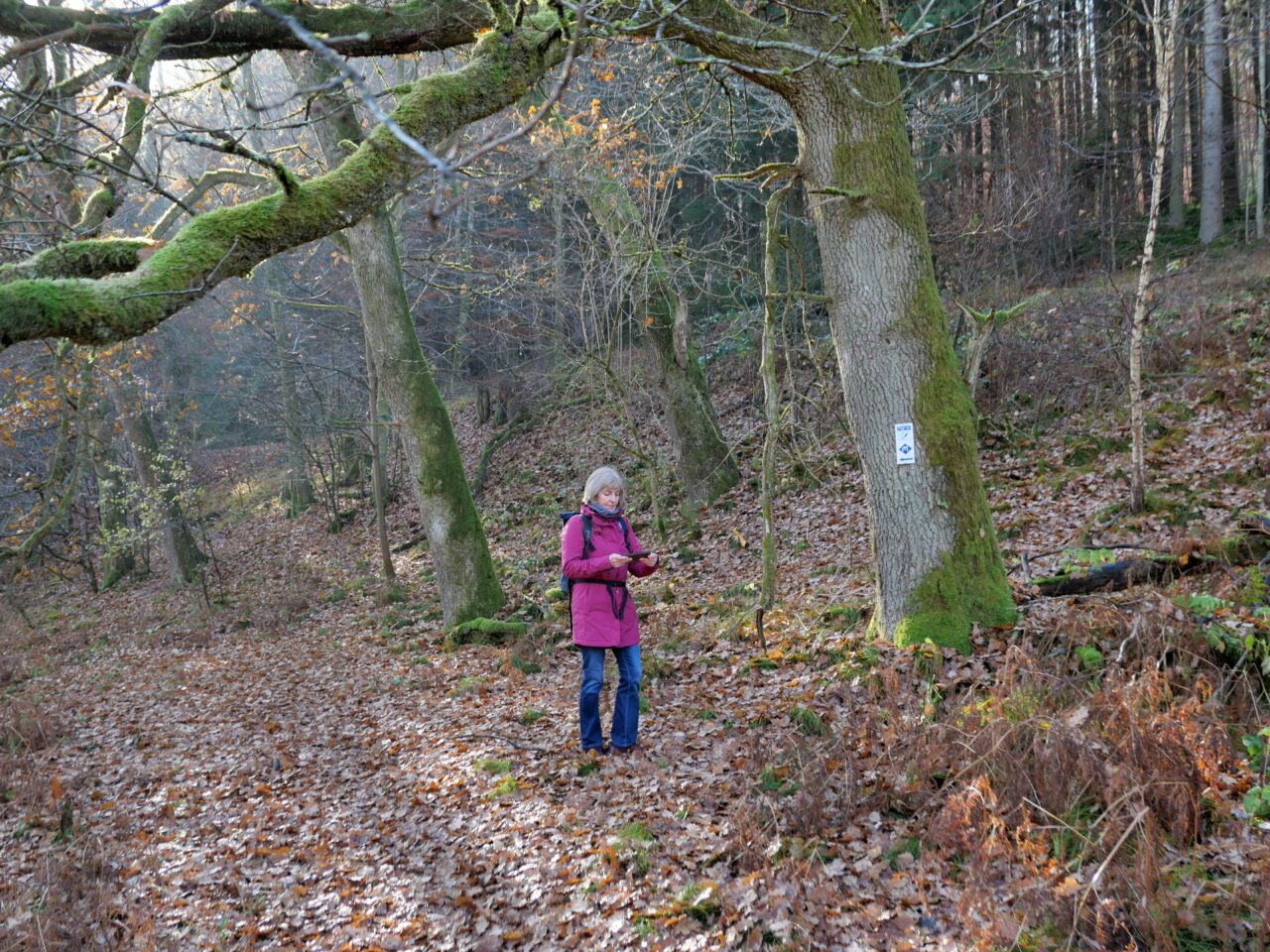 Sabine Schömig bei der Arbeit auf dem Grottenweg im Hochspessart bei Heigenbrücken - Foto (c) Heilspraxis Magirius