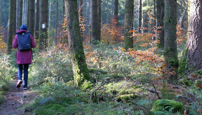 Der Kern aller Weisheit