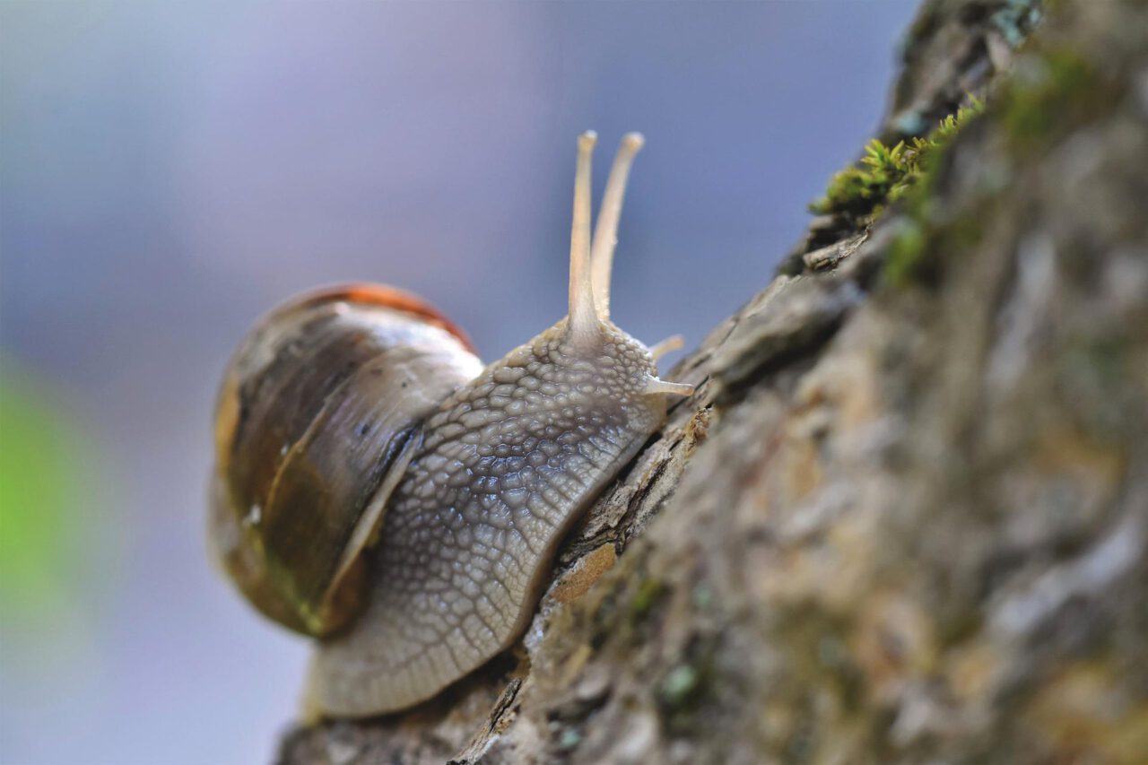 Schnecke im Temporausch