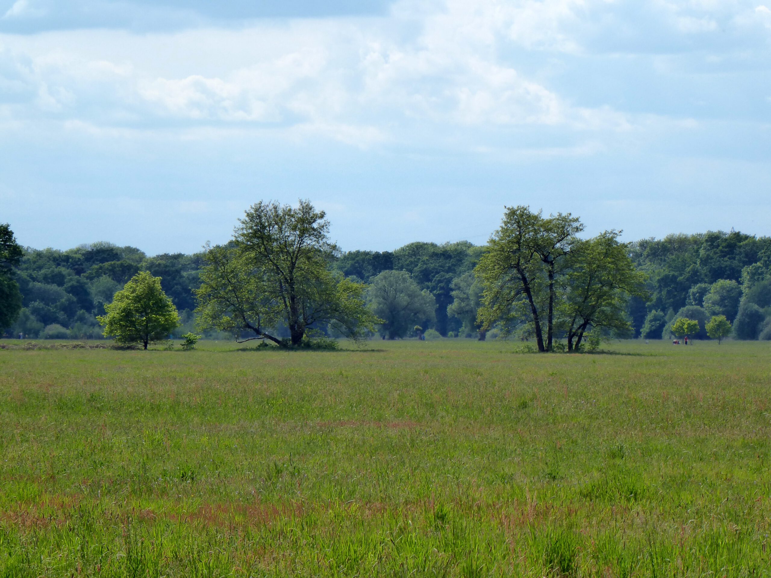 Schwanheimer Wiese - ein Beispiel für Stilleoasen in der Stadt - Foto (c) Georg Magirius