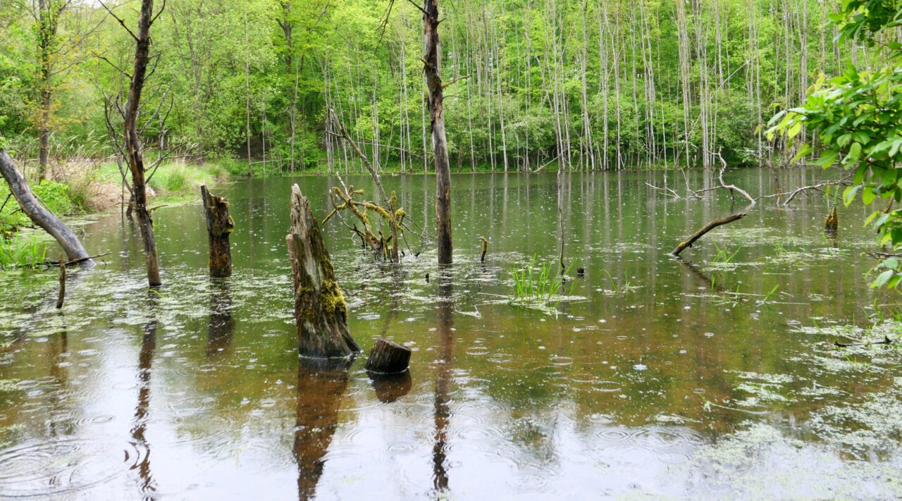 Versteckes Waldparadies bei Irmelshausen am Grünen Band