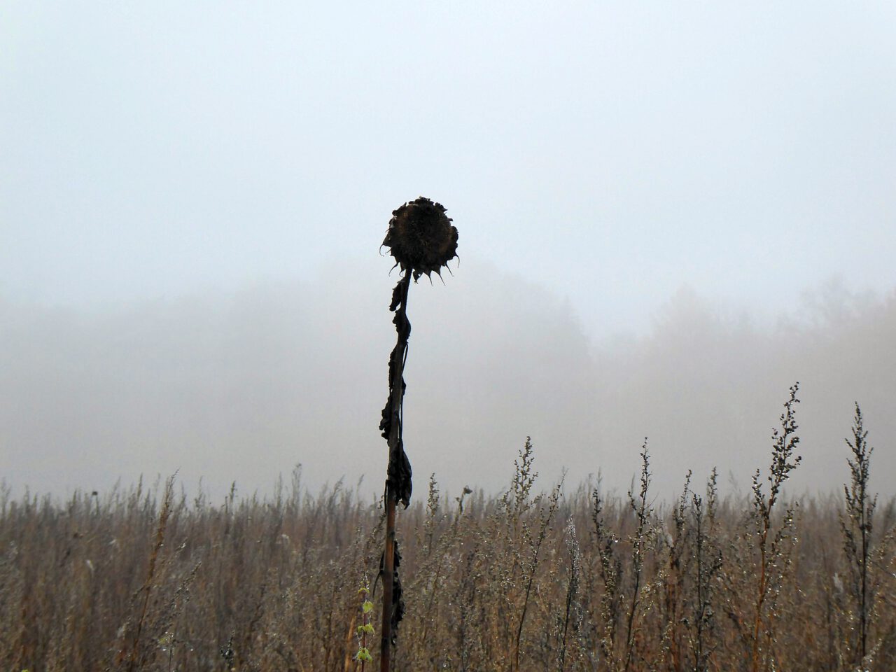 Der Tod als Lehrer des Lebens - verblühte Sonnenblume in Reichenbuch bei Gemünden am Main