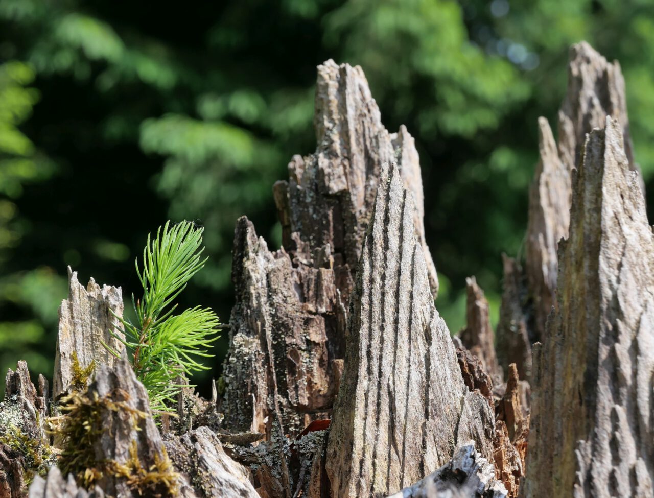 Der Kern aller Spiritualität