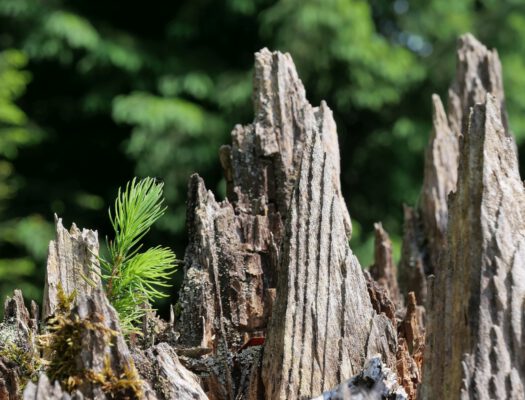 Der Kern aller Spiritualität