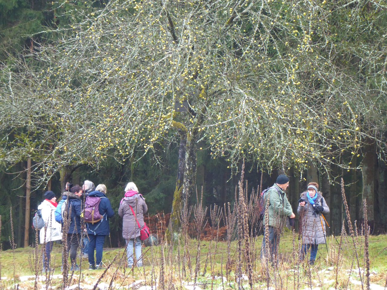 Alter Speierling: Station der Adventswnderung "Pilger springen von der Spessartschanze" - Foto von Georg Magirius