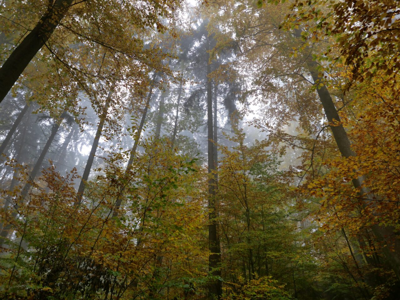 Aufgehoben in der Stille - zum Beispiel im Wald bei Rothenfels am Main - Foto von Georg Magirius