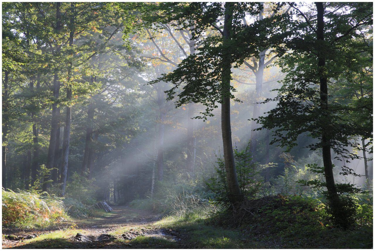 Der Antik-Moos-Effekt führt in Richtung Morgendämmerung - Foto: Wendy Corniquet