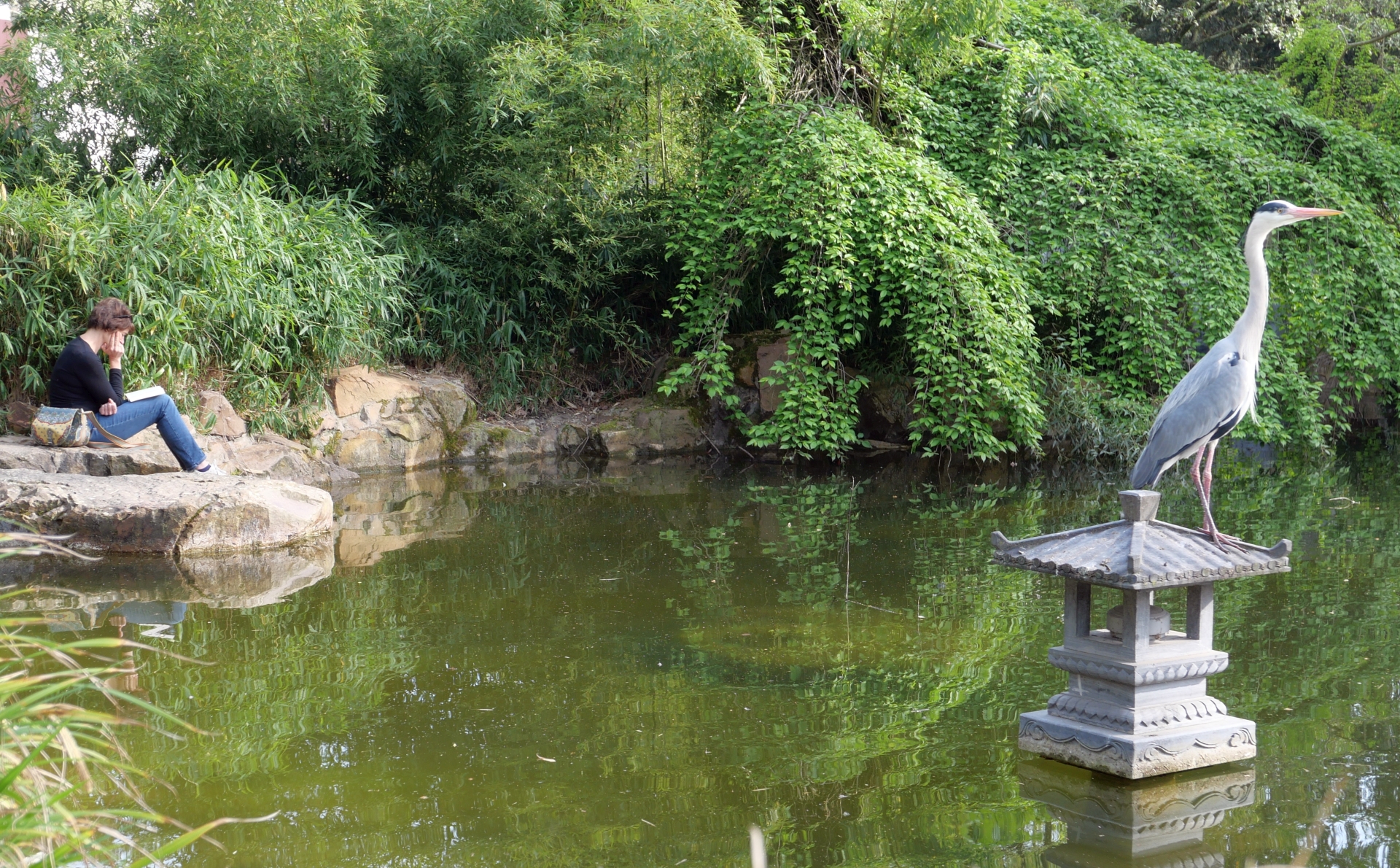 Synchronmeditation im Chinesischen Garten im Frankfurter Bethmannpark: Das In-sich-Ruhen von Mensch und Tier wirken auf verblüffende Weise aufeinander abgestimmt. 