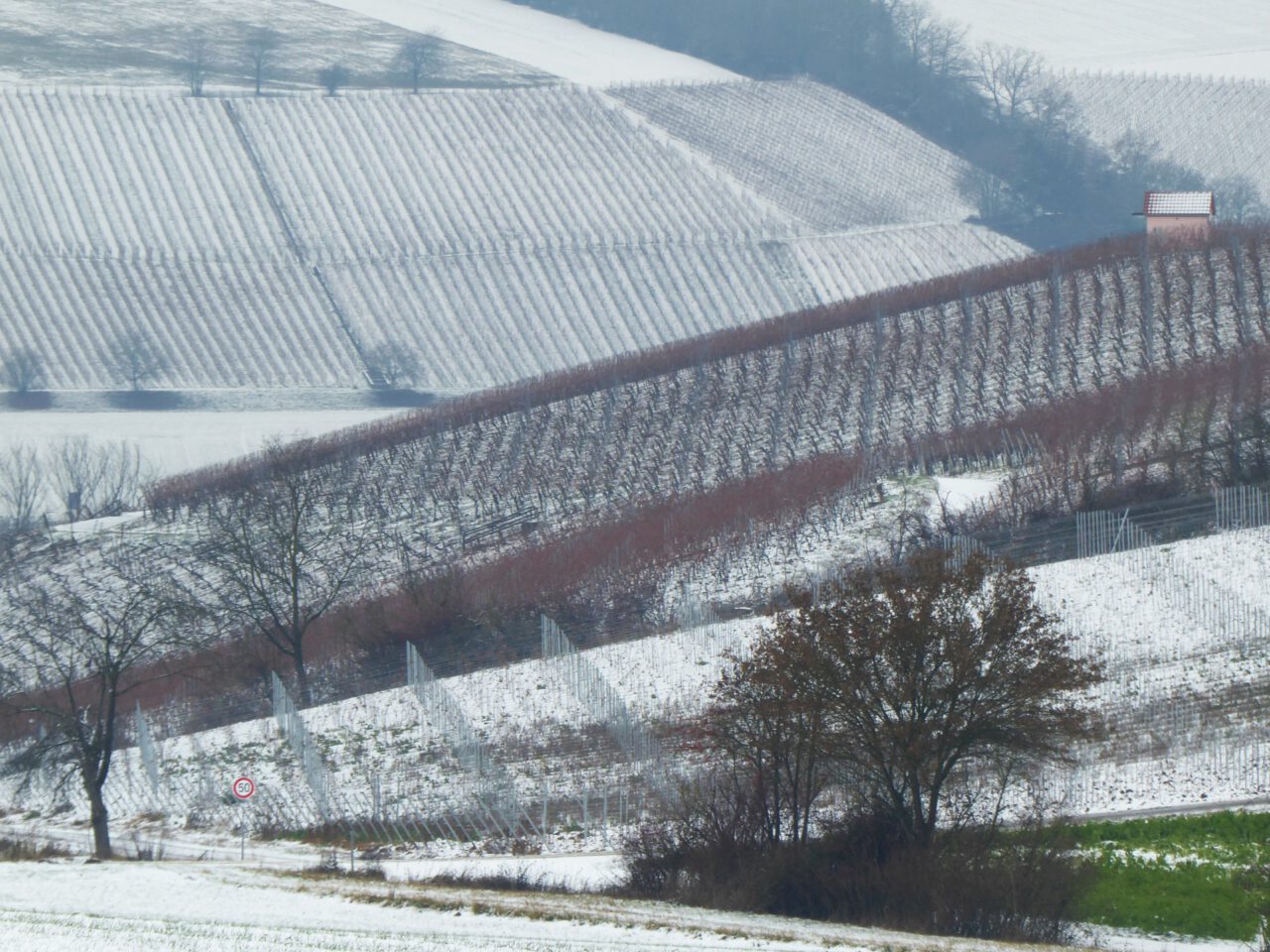 Unterwegs zum unverwechselbaren Lebkuchengeschmack zeigen die die Rebenreihen bei Marktbreit im Gleichmaß und mit Variationslust - Foto (c) Georg Magirius