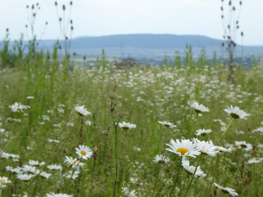 Vision einer therapiefreien Welt