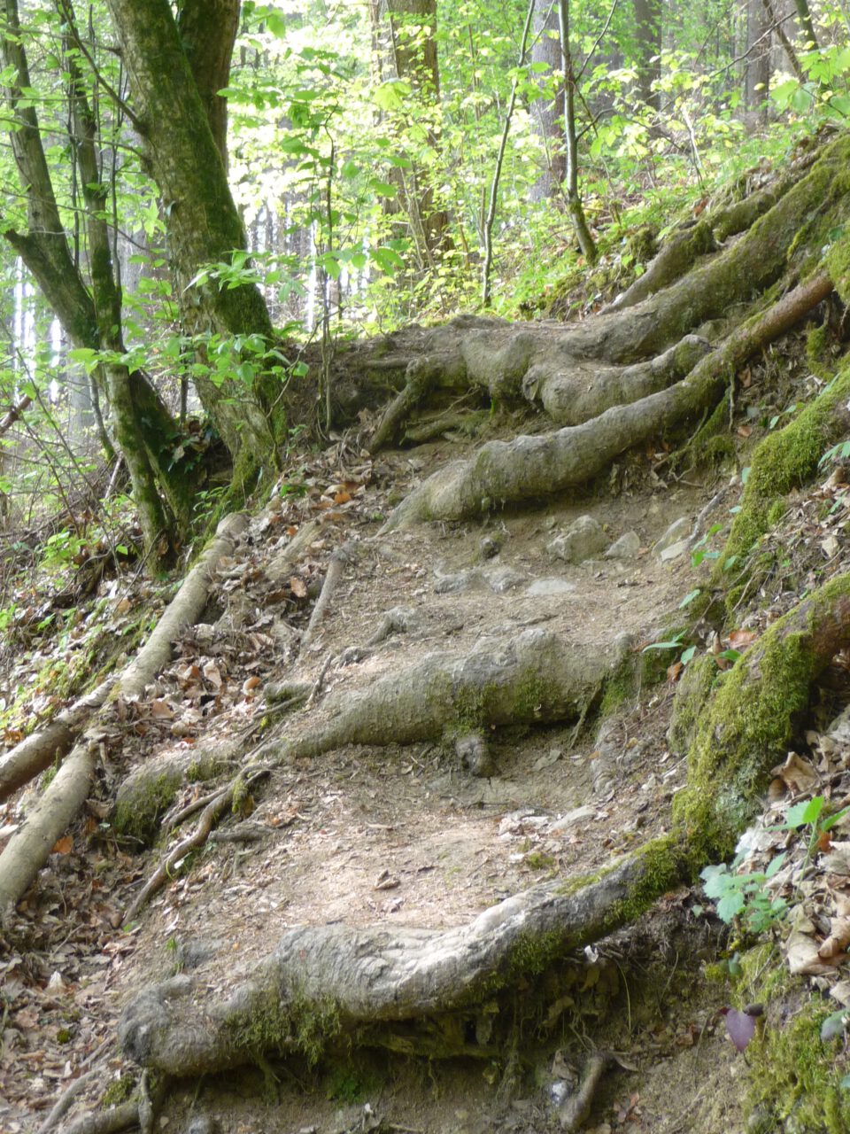 Baumwurzelpfad im Wässernachtal - Jeder Schritt ein Original 