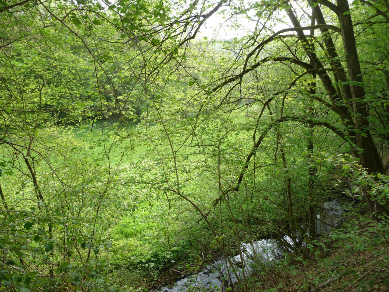 Frühlingsgrün im Wässernachtal