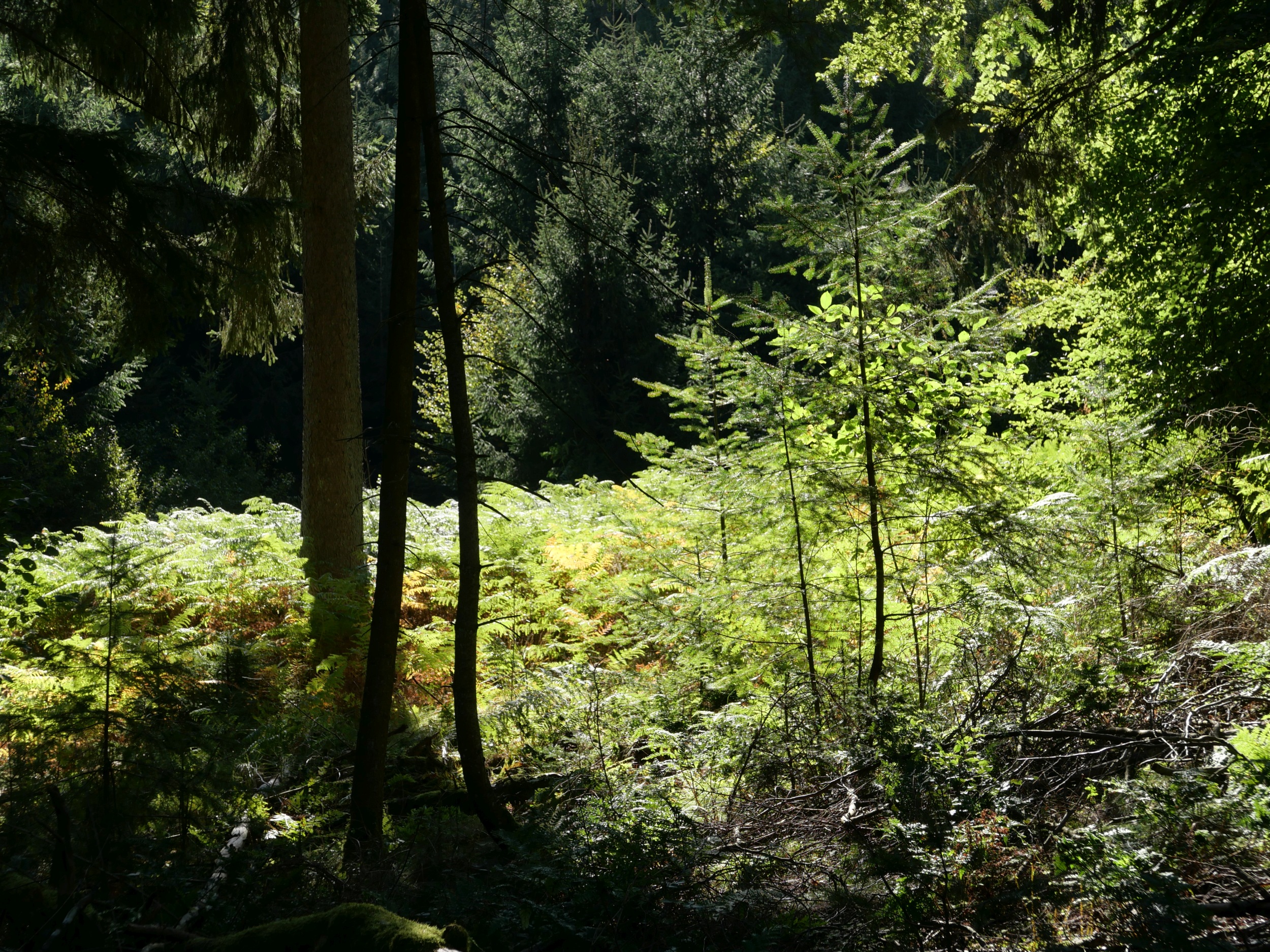 Urlaub daheim am Hexenbaum - und damit im sagenhaften, waldreichen Spessart - 