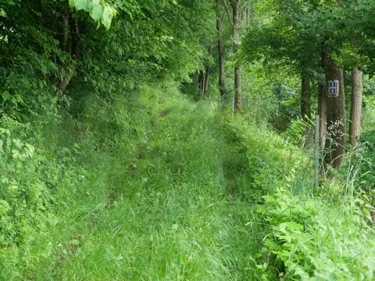 Einge Fußspuren setzen - zum Beispiel bei Morlesau-Ochsentahl