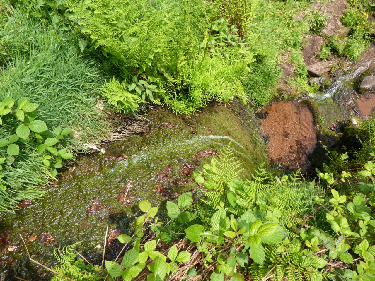 Zittenfeldener Quelle bei Amorbach im Odenwald