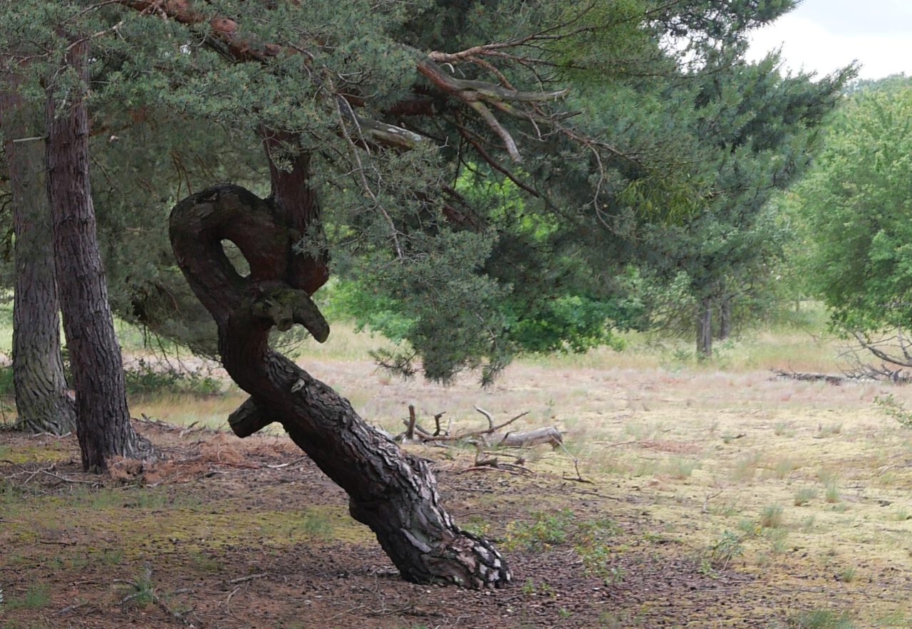 Wie Spiritualität widerstandsfähig macht