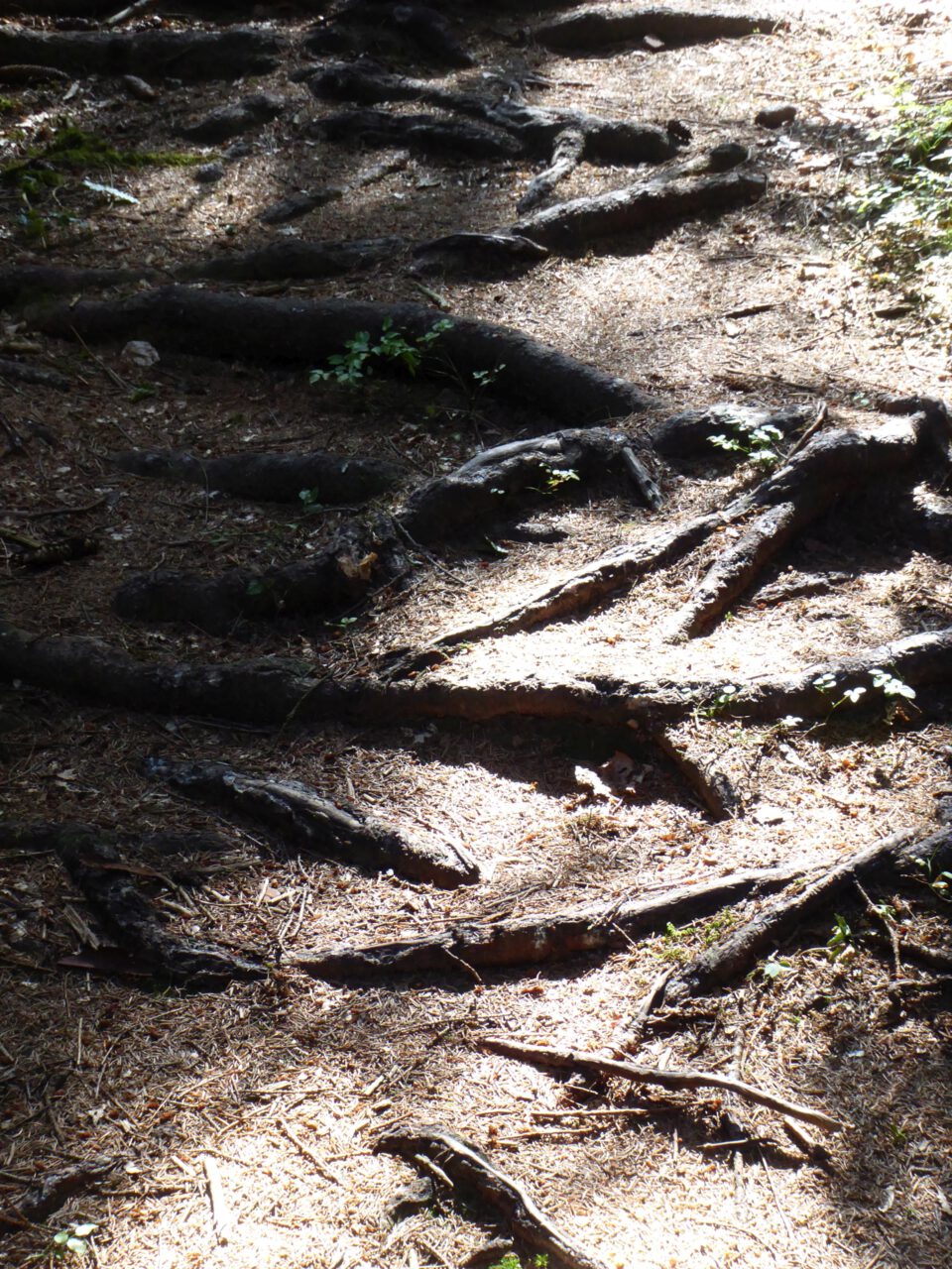 Kraftort im Wald