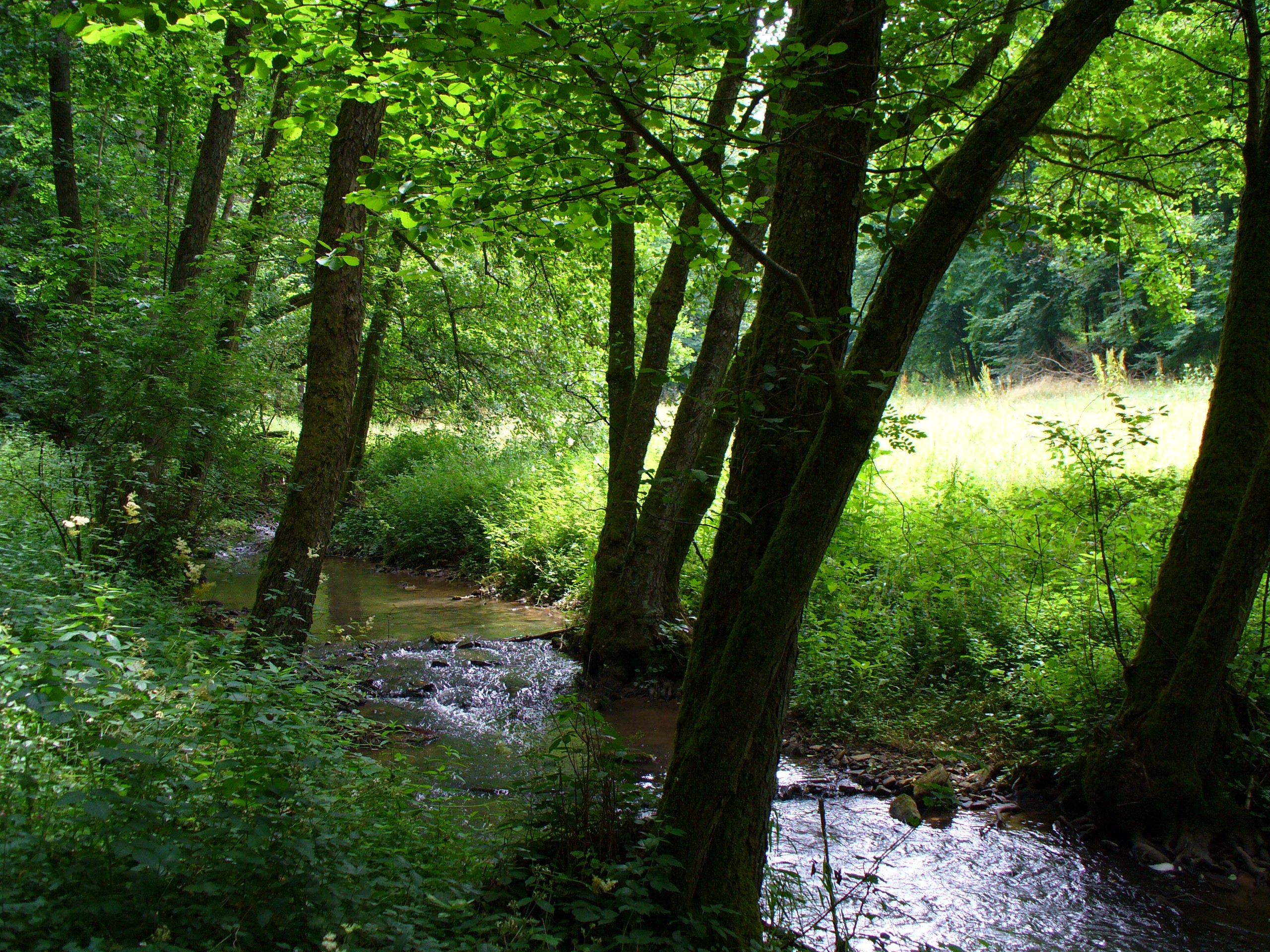 Buchenbach bei Mariabuchen in der Nähe von Lohr - eine Spirituelle Wanderung zur Quelle